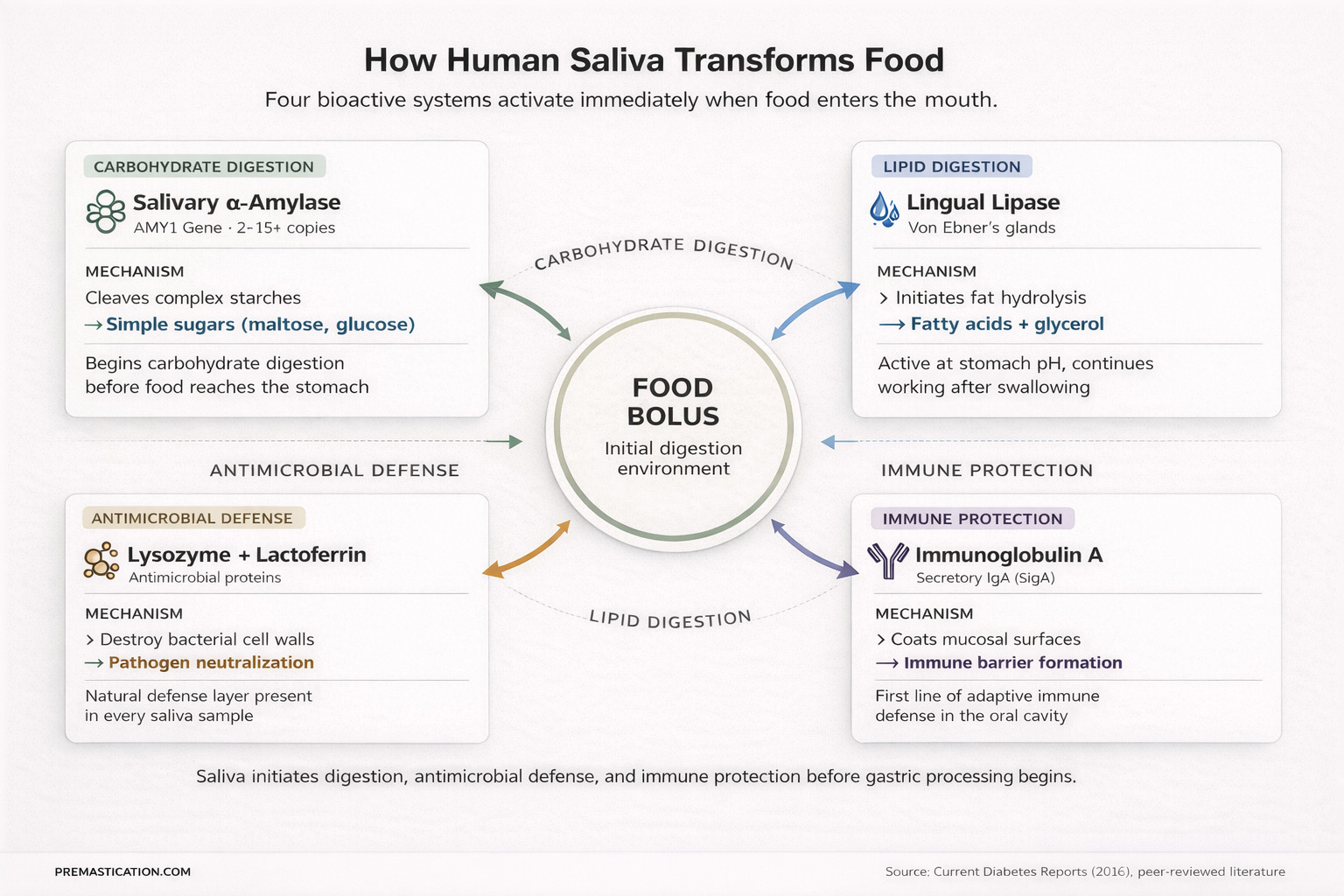 Infographic: How human saliva transforms food — four bioactive systems including salivary alpha-amylase, lingual lipase, lysozyme and lactoferrin, and immunoglobulin A, showing their mechanisms and roles in oral digestion